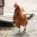 iMANSIZ adlı kullanıcı